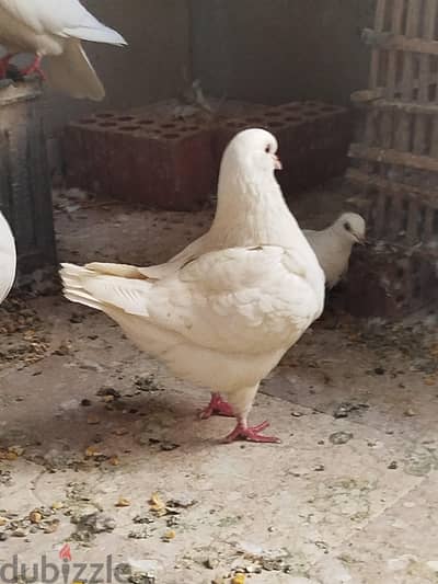 حمام كينج