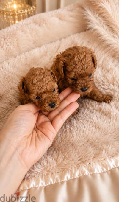mini poodle puppy's بيور | poodle tea cup puppy's