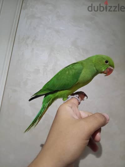 دره هندي تاكيل يدوي