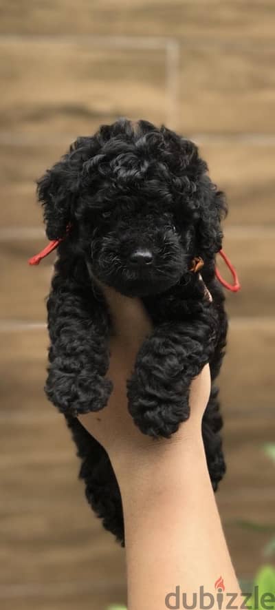 أجمل. و اطعم ولد بلاك توى بودل  toy poodle