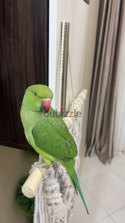 ببغاء درة هندي