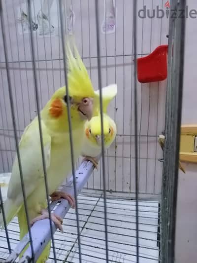 كوكتيل لاتيني للبيع