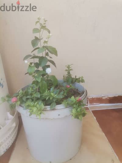 اشجار وتباتات طبيعيه للبلكونه
