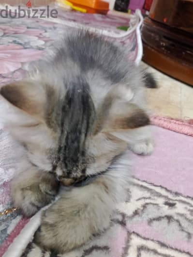 قط شيرازي اقل من 3 شهور . .