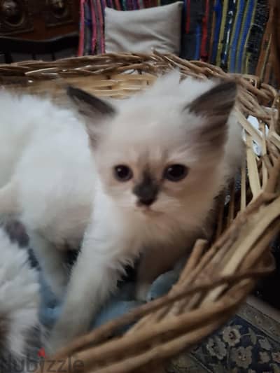 Ragdoll Kittens