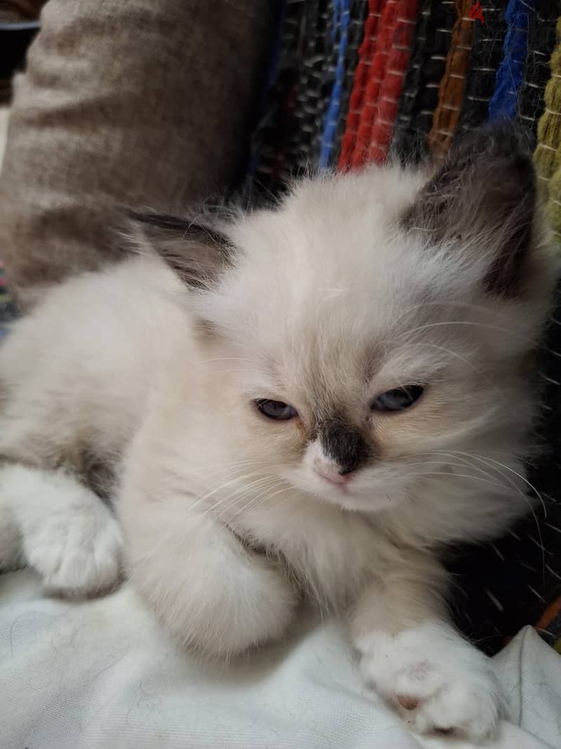 Ragdoll Kittens 1