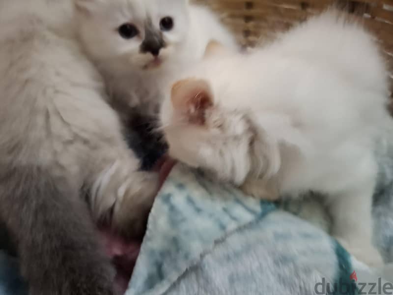Ragdoll Kittens 2