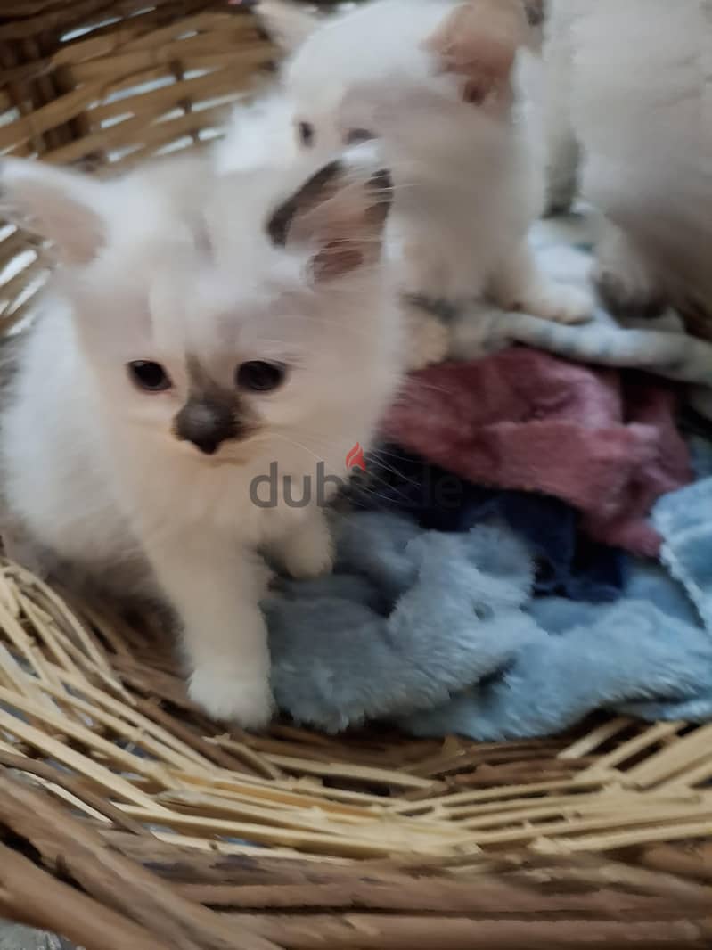 Ragdoll Kittens 3