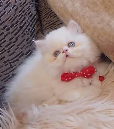قطه هيمالايا