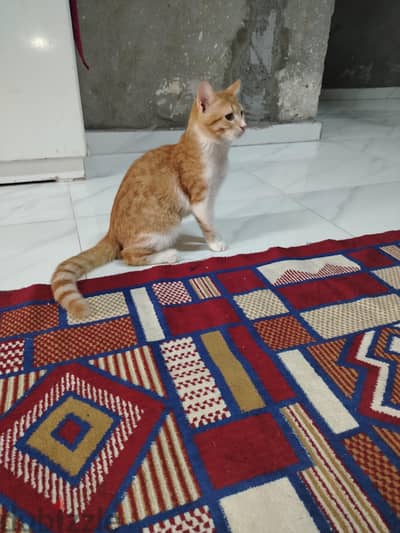 قط لطيف