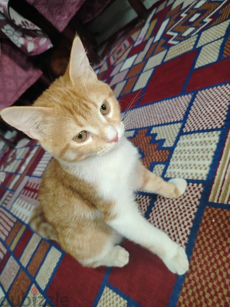 قط لطيف 2