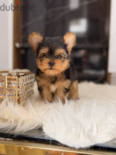 Yorkshire terrier yorkie يوركشاير يورك شاير
