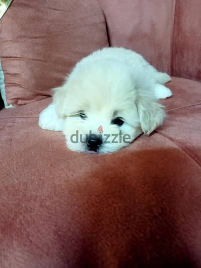 Puppies Griffon Germany pure