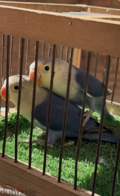 ذكرين فيشر بلو اسبلت لاتيني ١٠٠