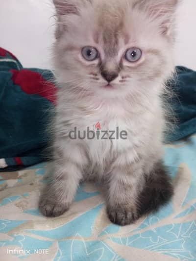 قط هيمالايا عمره ٣ شهور