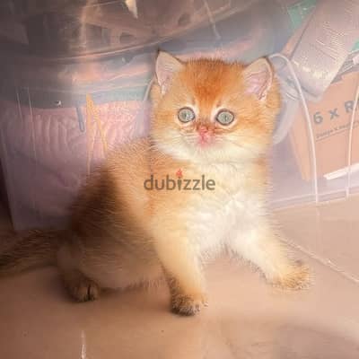 British cat Ny12 قط بريتش جولد