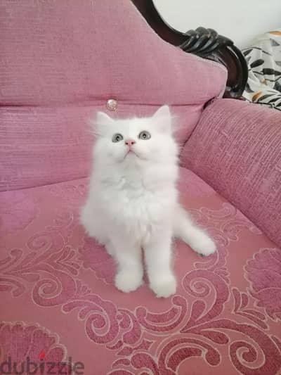 قطة شيرازي بنت عندها شهرين