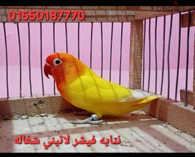 نتايه فيشر لاتيني شغاله