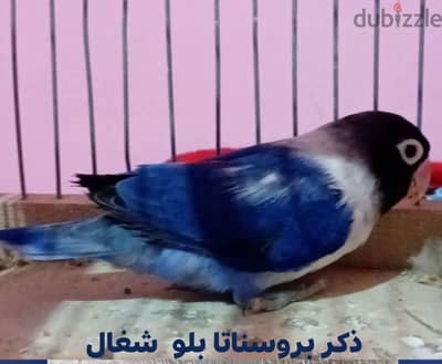 ذكر  بروسناتا بلو