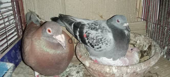 قص شغال ماشاءالله