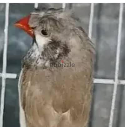 دكر زيبرا شوشة بلاك شيك