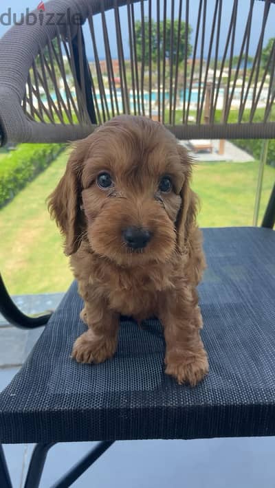 Adorable Cockapoo puppy looking for a looking for a loving home!