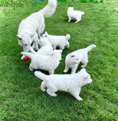 White German Shepherd puppies/ جراوي وايت جيرمن شيبرد