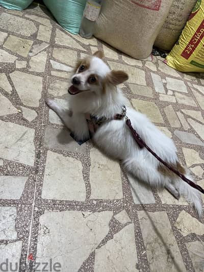 للبيع كلب بوميرينيان