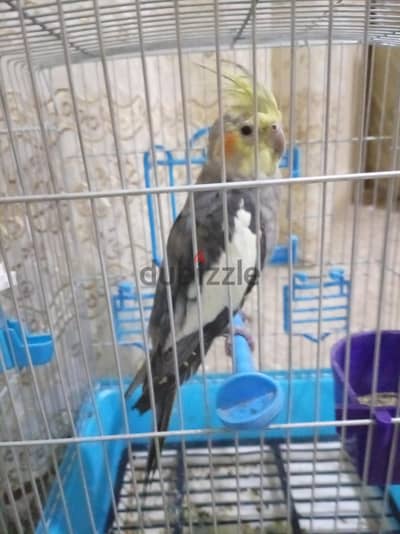 ذكر كوكتيل حبشي صغير split pied