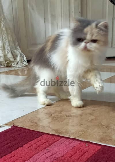 انثى كاليكو منتجه ماشاء الله