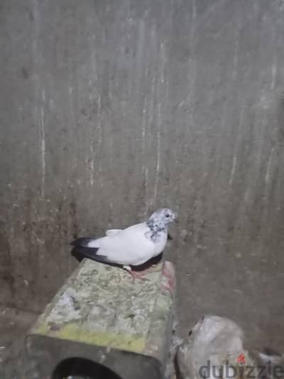 حمام باكستاني للبيع