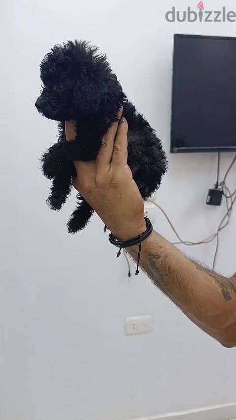 مالتيبو 7