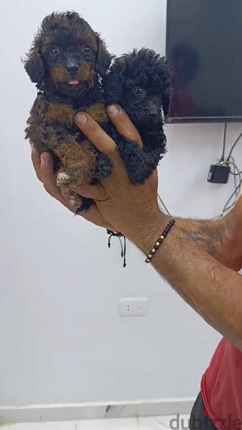 مالتيبو 9