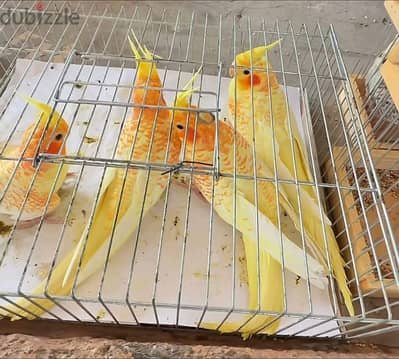 مطلوب شباب كوكتيل لاتينى