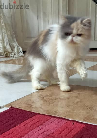 انثى كاليكو
