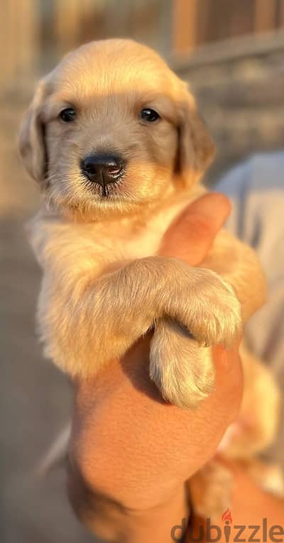 pure golden retrevier puppies