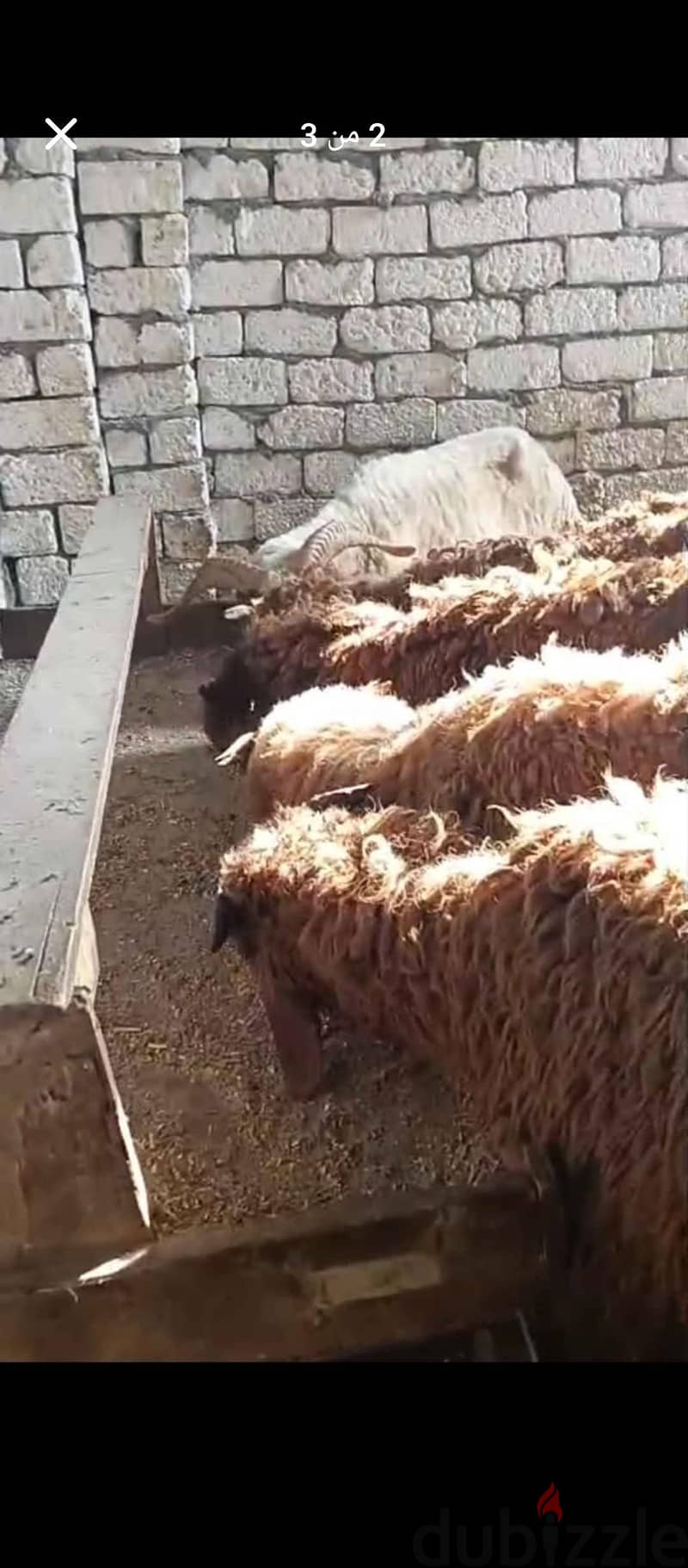 خروفين رحمانى 1