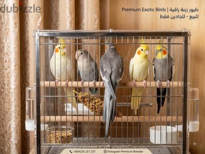 زغاليل كوكاتيل أليفة مفطومة اعتاد تام (حبشي ولاتينو)