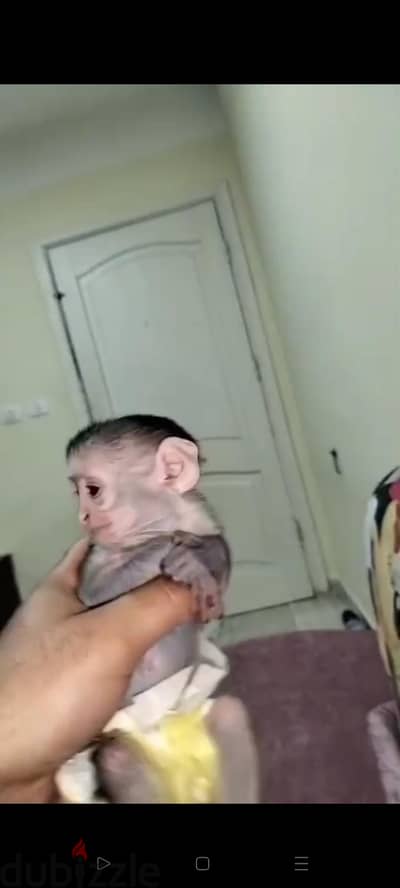 نسناس