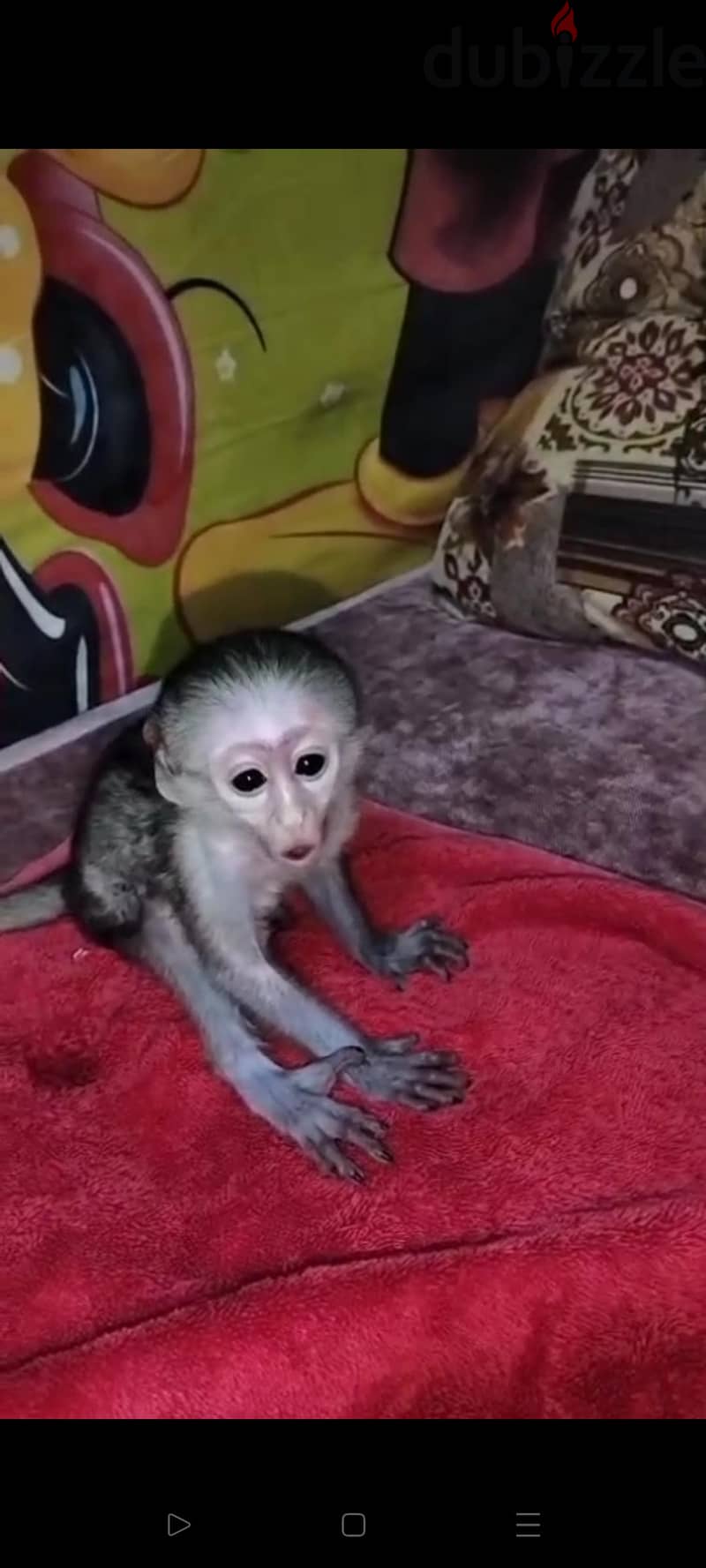 نسناس 1