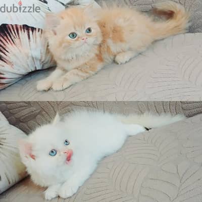 كيتنز هيمالايا وبيرشن بيور مدربين ومطعمين  ٥١ يوم