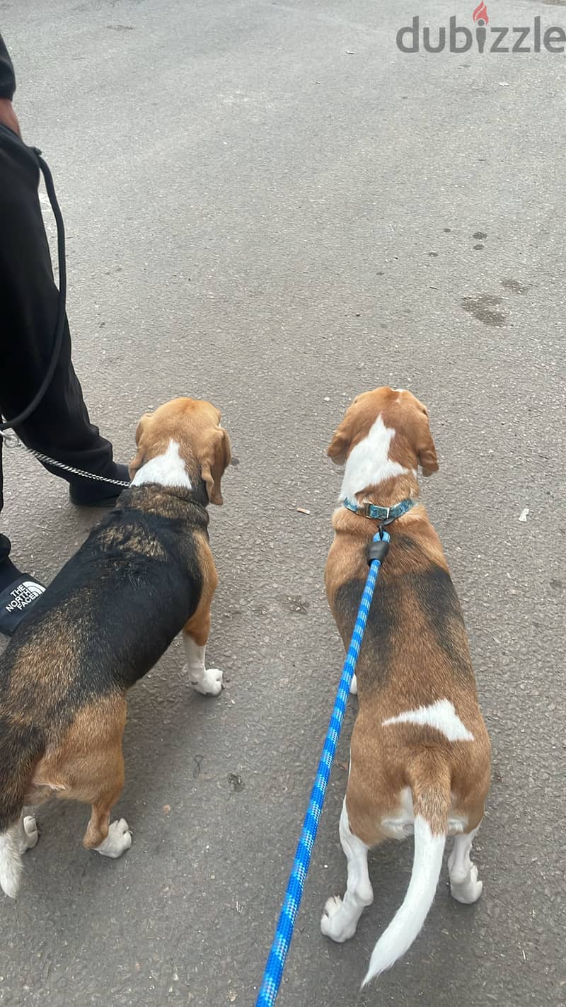 PURE BEAGLE PUPPIES 3