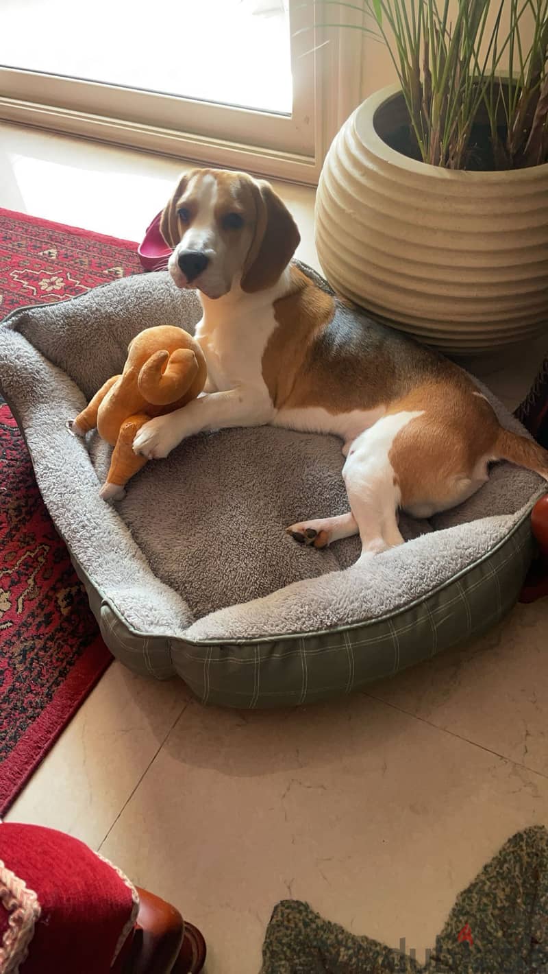 PURE BEAGLE PUPPIES 4