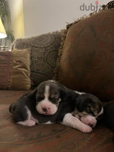 PURE BEAGLE PUPPIES