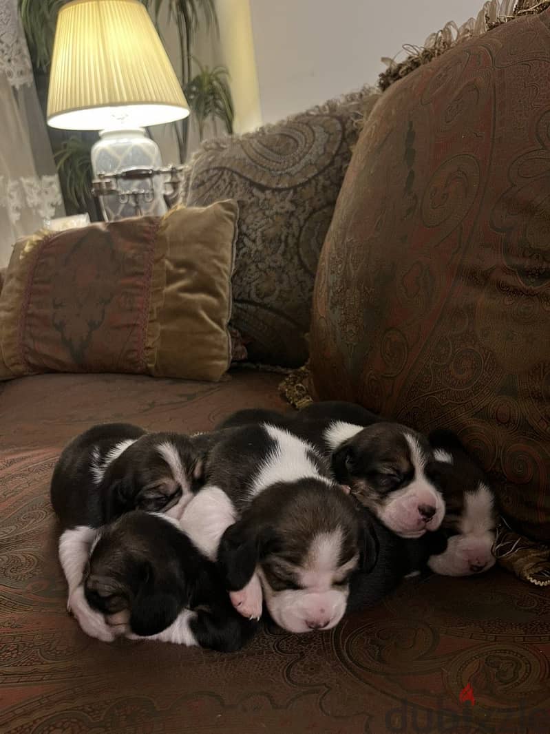 PURE BEAGLE PUPPIES 1