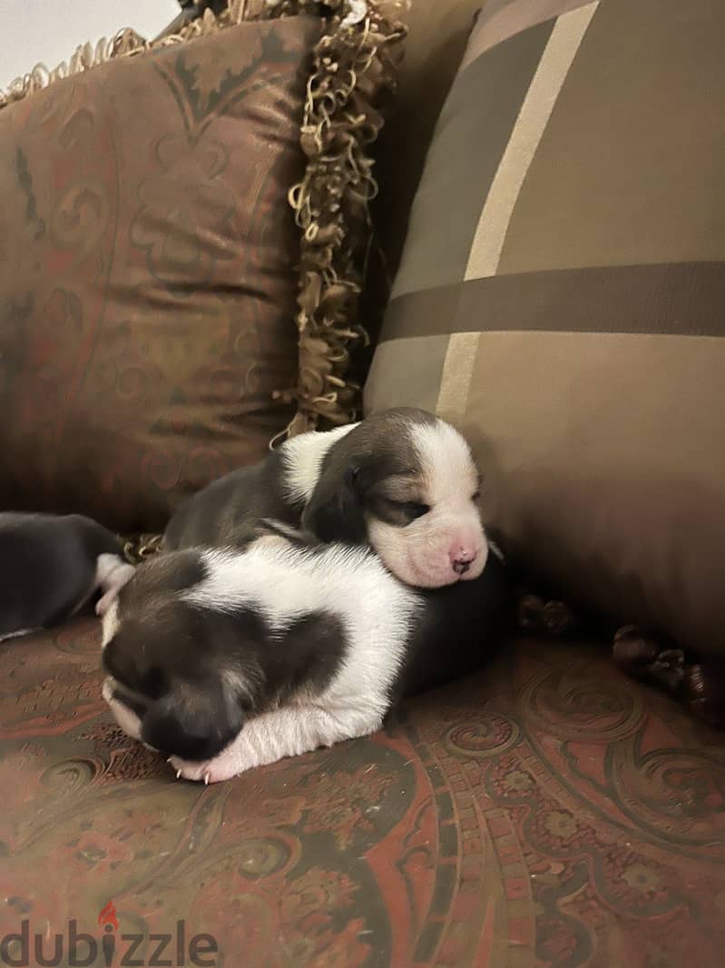 PURE BEAGLE PUPPIES 2