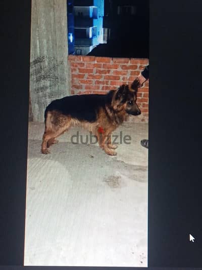 دكر جيرمن شيبرد للجواز