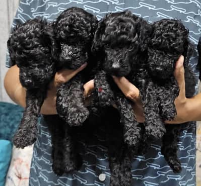 poodle 35 d