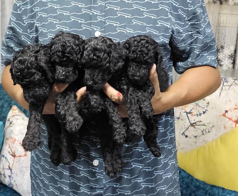 poodle 35 d 1