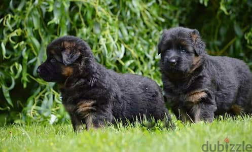 German shepherd puppies male female German جراوي جيرمن شيبرد ذكر انثي